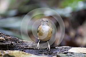 Abbot`s Babbler on the log