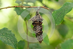 Abbot`s bagworm moth Oiketicus abbotii stick cocoon hanging from branch, closeup - Davie, Florida, USA photo