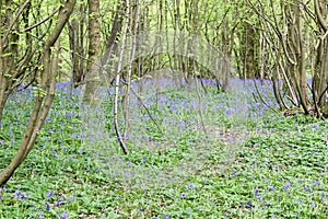 Abbots wood