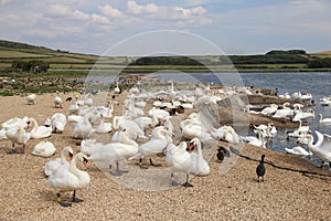 Abbotsbury Swannery , Dorset, UK