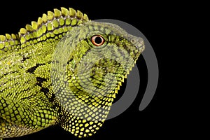 AbbottÃ¢â¬â¢s Anglehead Lizard Gonocephalus abbotti