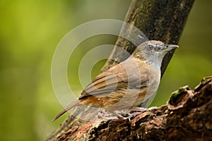 Abbott's babbler