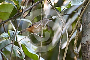 Abbott`s Babbler finding preys in jungle