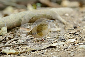 Abbott's Babbler (Trichastoma abbotti)