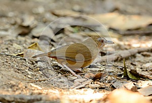 Abbott's Babbler (Trichastoma abbotti)