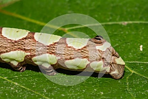 Abbott's Sphinx Caterpillar - Sphecodina abbottii
