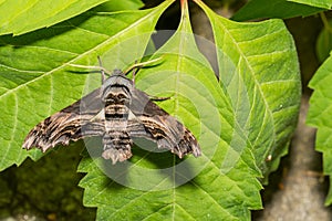 Abbott's Sphinx Moth - Sphecodina abbottii