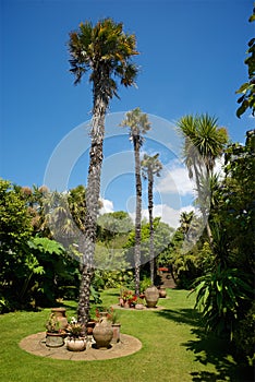 Abbottbury Tropical Gardens Dorset UK photo