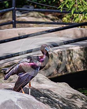 A Abdim's stork with blue eyes stands on a rock photo
