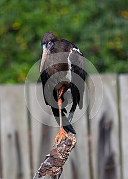 Abdim\'s Stork (Ciconia abdimii)