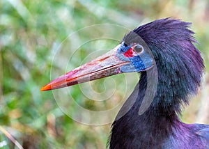 Abdim's Stork (Ciconia abdimii)