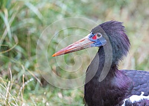 Abdim's Stork (Ciconia abdimii