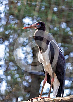 Abdim\'s Stork (Ciconia abdimii) Outdoors
