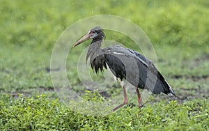 Abdim`s stork in Ngorongoro Crater Tanzania