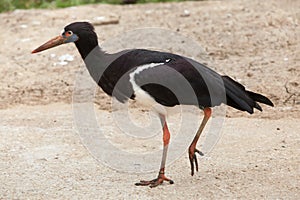 Abdim's stork (Ciconia abdimii).