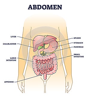 Abdomen anatomical structure with inner body stomach organs outline diagram