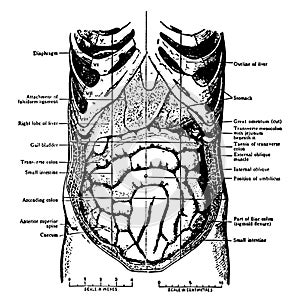 Abdomen vintage illustration