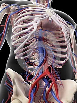 The abdominal arteries and veins