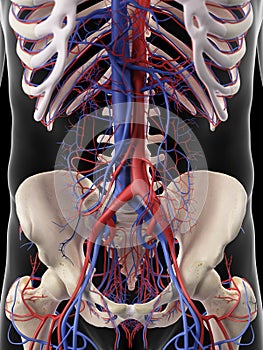 The abdominal arteries and veins