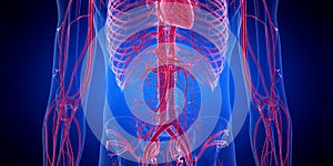 The abdominal blood vessels