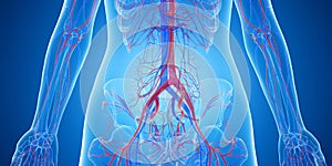 The abdominal blood vessels