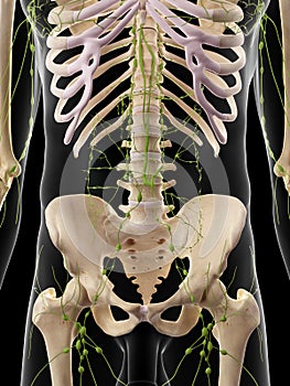 The abdominal lymph nodes