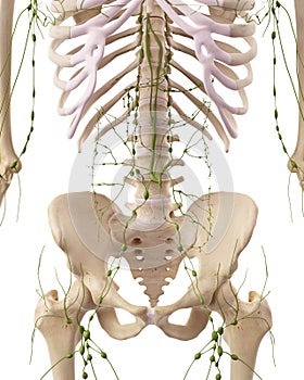 The abdominal lymph nodes