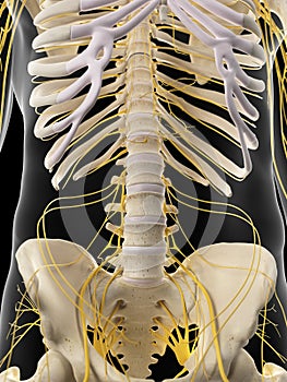 The abdominal nerves