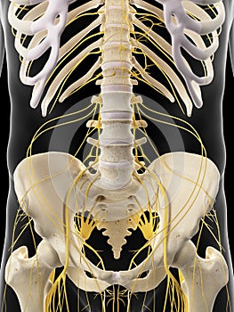The abdominal nerves