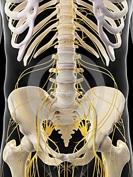 The abdominal nerves photo