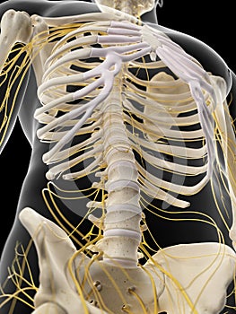The abdominal nerves