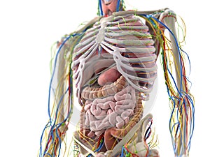 The abdominal organs