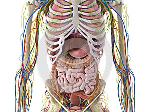 The abdominal organs