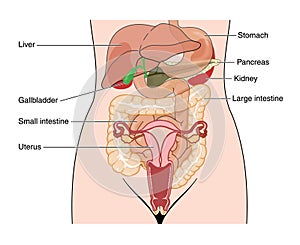 Abdominal organs photo