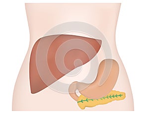 Abdominal Organs Liver Stomach Pancreas