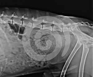 Abdominal X Ray of a Constipated Dog