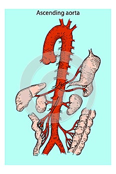Abdominal Vascular Anatomy. Abdominal Vasculature. Structure of the Aorta. photo