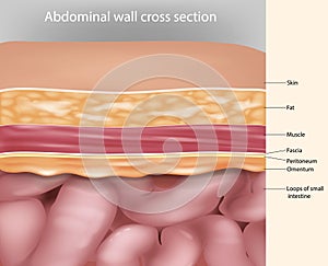 Abdominal wall cross section Anatomy. Abdominal wall layers photo