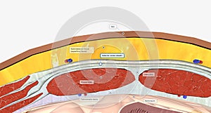 The abdominal wall is made up of a set of layered structures that surround and enclose the abdominal cavity