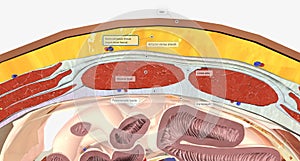 The abdominal wall is made up of a set of layered structures that surround and enclose the abdominal cavity