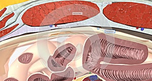 The abdominal wall is made up of a set of layered structures that surround and enclose the abdominal cavity photo