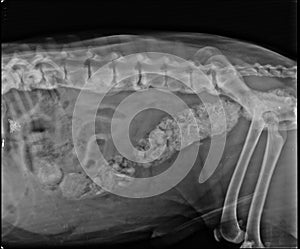 Abdominal X Ray of a Constipated Dog