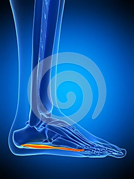 The abductor digiti minimi