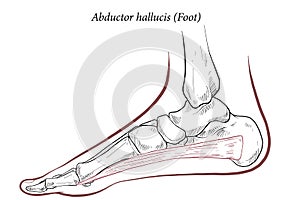 Abductor hallucis muscle foot.