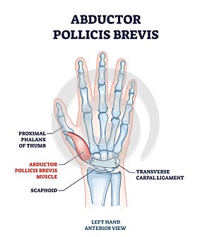 Abductor pollicis brevis muscle with hand and palm bones outline diagram