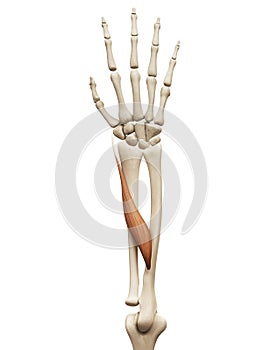 The abductor pollicis longus