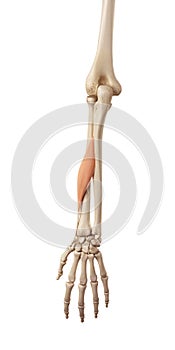 The abductor pollicis longus