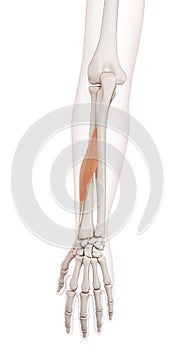 The abductor pollicis longus