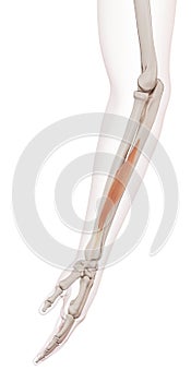 The abductor pollicis longus