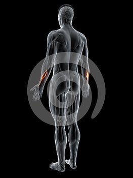 The abductor pollicis longus